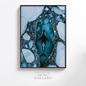 May include: An aerial view of a black and white orca swimming in a pool of blue water surrounded by white ice floes.