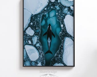 Könnte beinhalten: Eine Luftaufnahme eines schwarz-weißen Schwertwals, der in einem Becken mit blauem Wasser schwimmt, umgeben von weißen Eisflächen.