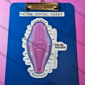 Portapapeles para historial dental veterinario, felino/gato