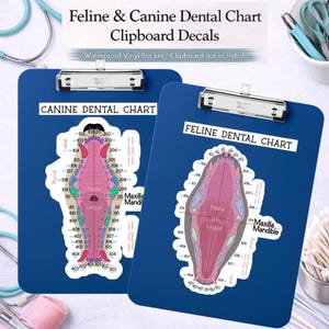 Adhesivo para portapapeles dental veterinario; canino y felino