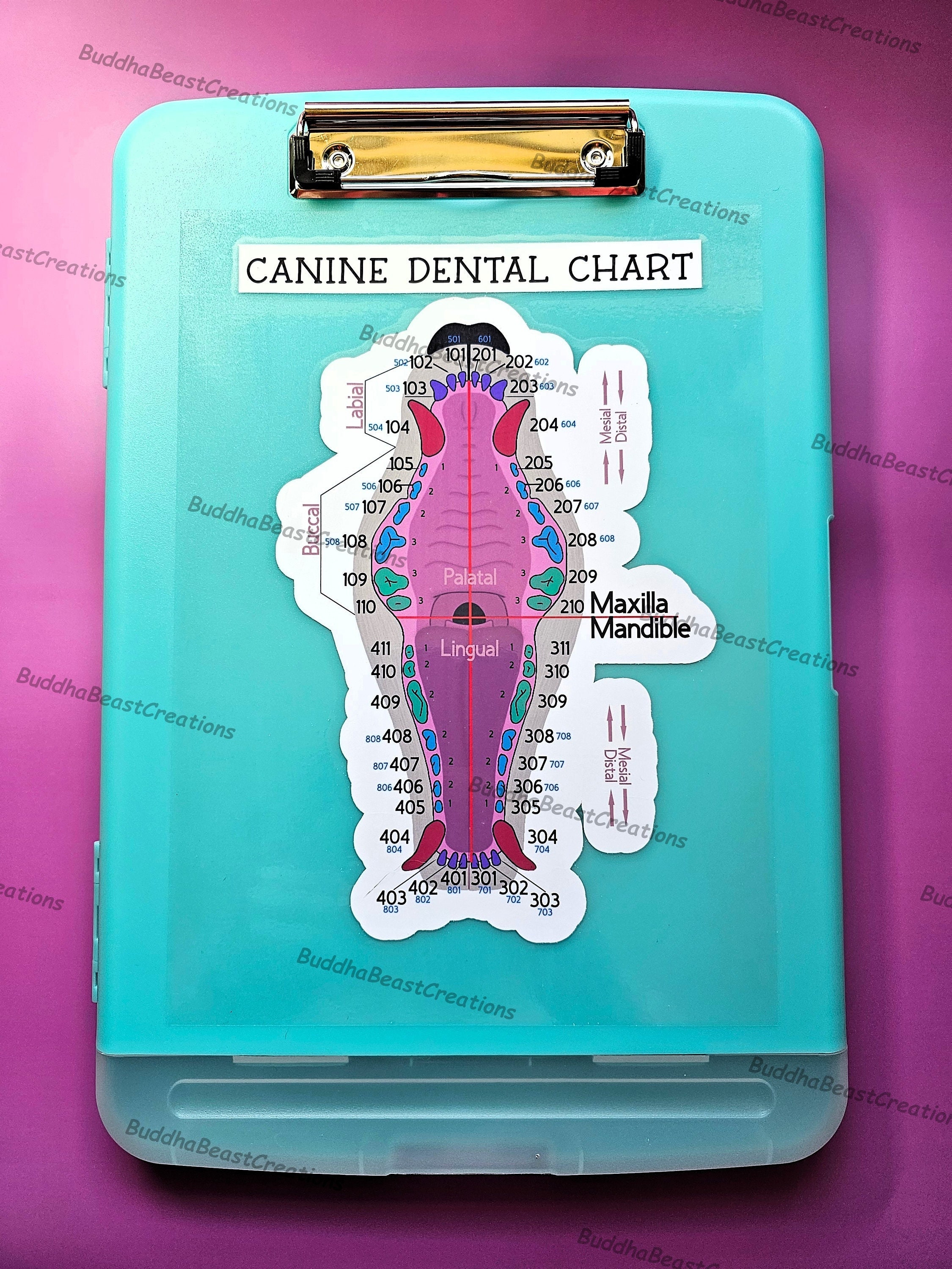 Veterinary Dental Chart Clipboard, Canine/dog Etsy