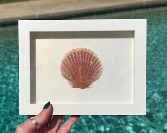 Handcrafted Scallop Shell Shadow Box – Coastal Wall Art
