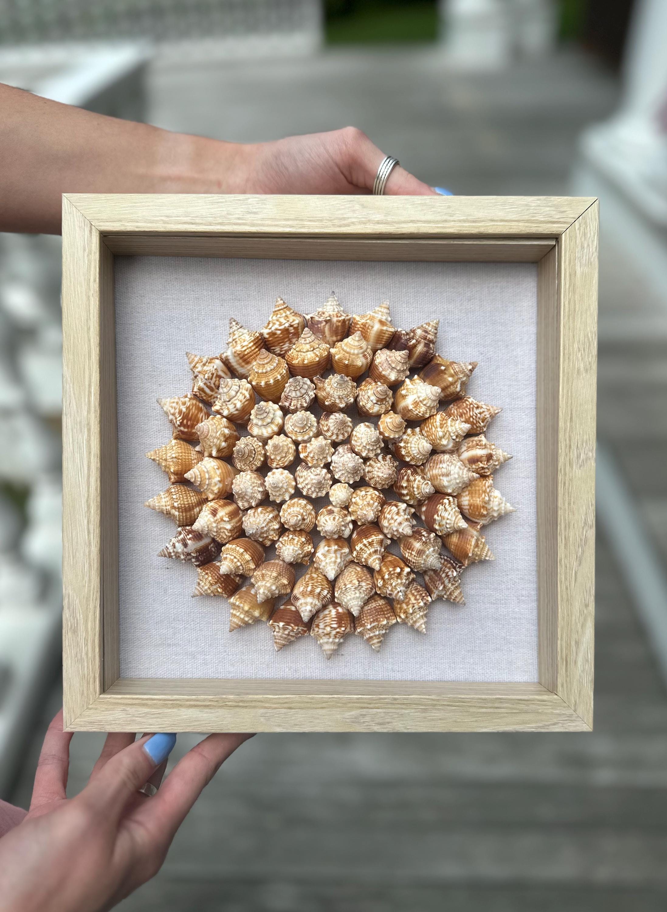 Seashell Shadowbox