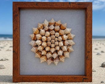 Seashell Shadowbox- 75+ Authentic Sanibel seashells