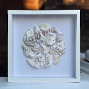 Oyster Seashell Shadowbox - Authentic Sanibel Island seashells