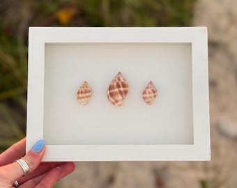 Handcrafted Shell Shadow Box – Nutmeg Shell Trio - Coastal Wall Art