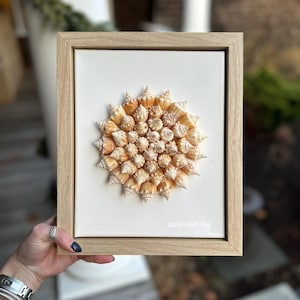 3D Seashell Art - 40+ Authentic Sanibel Island Conch Shells