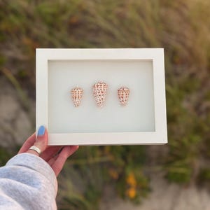 Alphabet Cone Shell Trio – Coastal Wall Art | Sanibel Island Shell Display | Beach-Inspired Home Decor