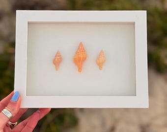 Caja de sombras de concha artesanal: Trío de conchas de caballo naranja - Arte mural costero