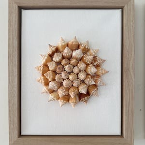 Beach House Decor. Coastal Wall Art - 40+ Authentic Sanibel Island Conch Shells