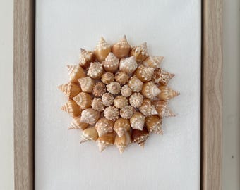 Beach House Decor. Coastal Wall Art - 40+ Authentic Sanibel Island Conch Shells