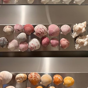 May include: A collection of seashells arranged in three rows on a silver surface. The top row features white seashells with pink and purple accents. The middle row features pink and purple seashells with white accents. The bottom row features orange and white seashells with pink accents.