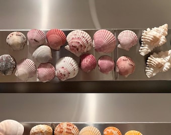 Shell Magnets! Bags of 5