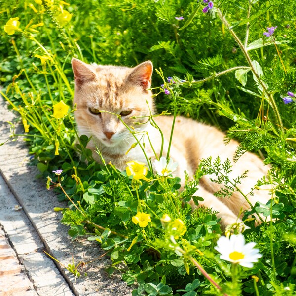 Photo Naturelle d'un Chat au Maroc Élégance Féline à Essaouira