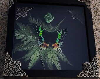 May include: A square black shadow box frame with ornate bronze-coloured metal corner accents. Inside, a black background displays a preserved butterfly with black, green, and orange wings resting on a green fern leaf, topped by a small green crystal.