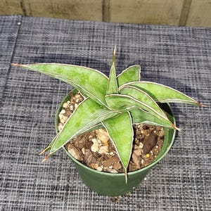 Sansevieria lav. 23251  succulent plant 4&#39;&#39;