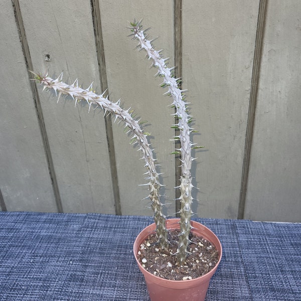 Alluaudia procera (Madagascar Ocotillo) Madagascar succulent plant 4''