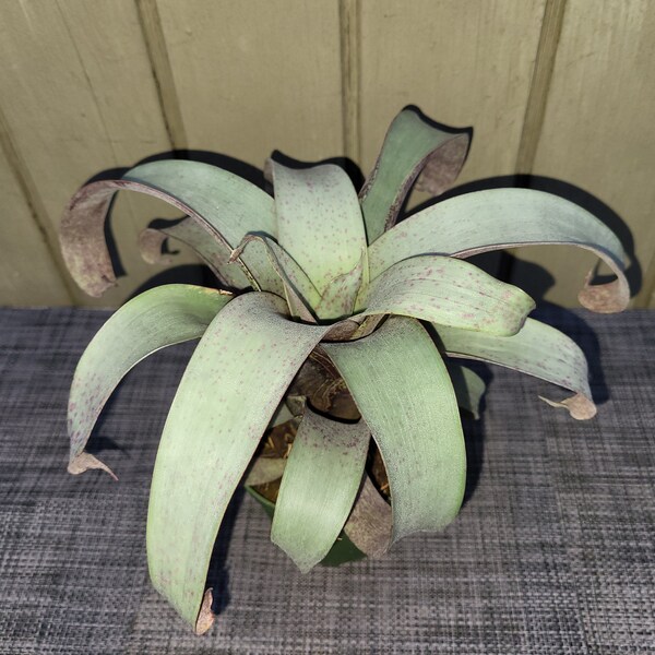 Vriesea saundersii   bromeliad plant 4''