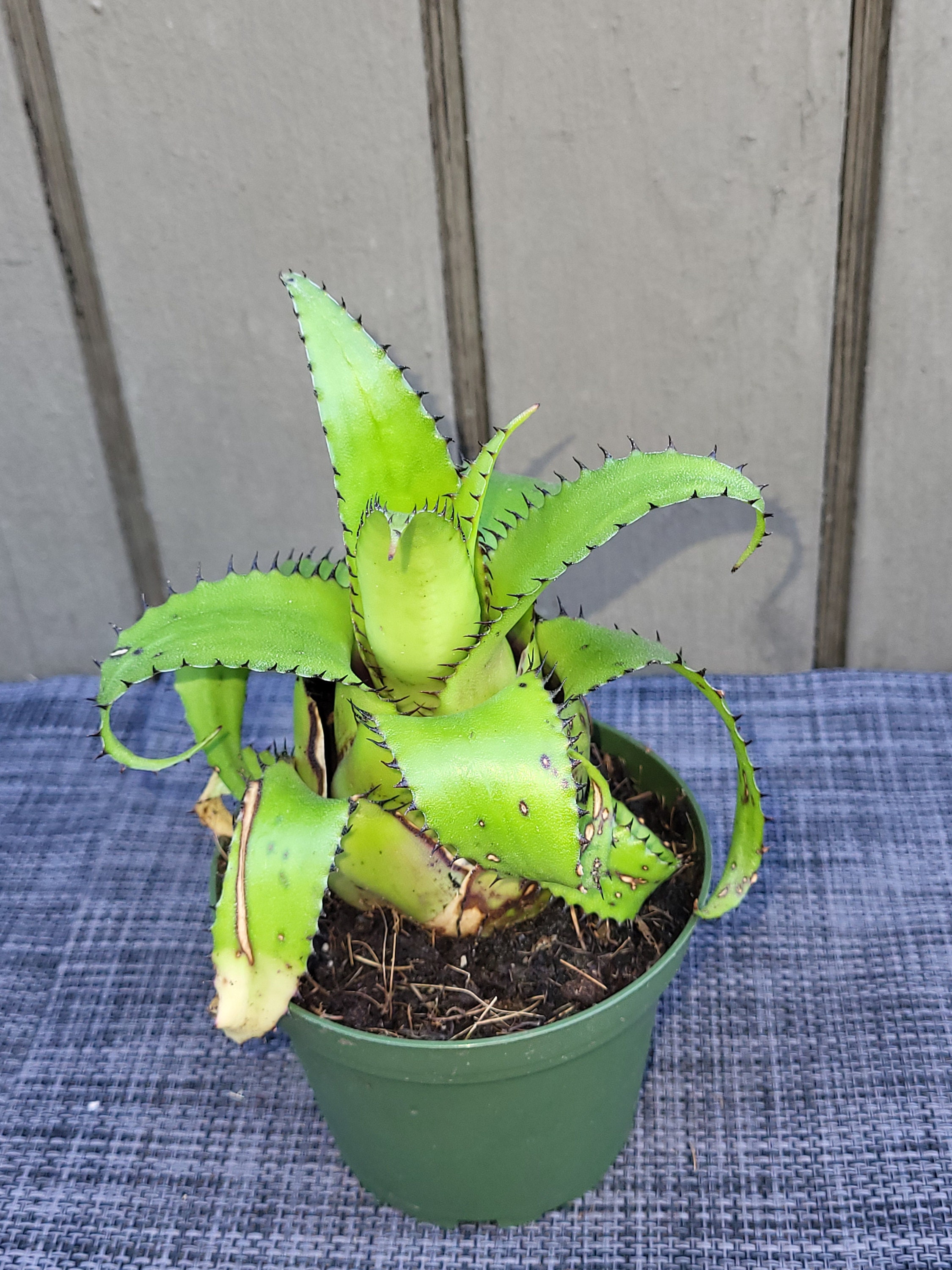 Neoregelia eleutheropetala ネオレゲリア 原種