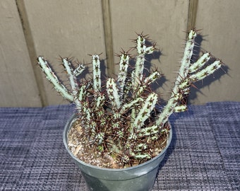 Euphorbia aeruginosa succulent plant 4''