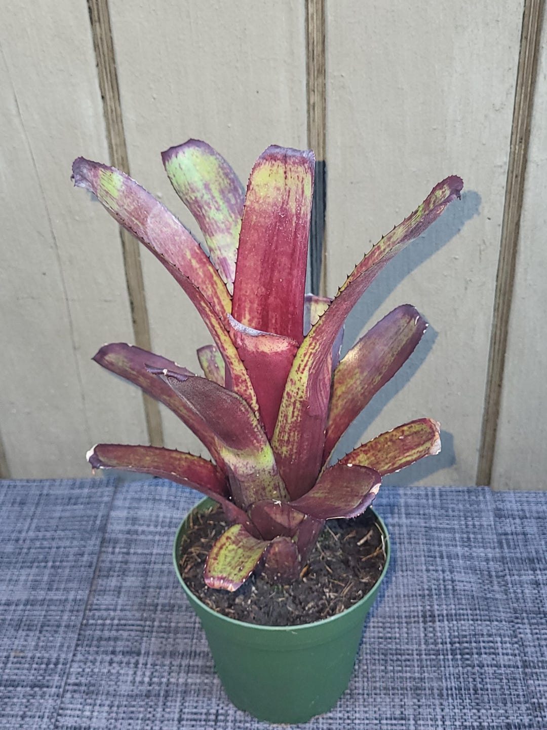 10 Graines Aechmea Nudicaulis - Broméliacée Ornementale, Plante Tropicale, Pour Jardin Ou Intérieur - 8