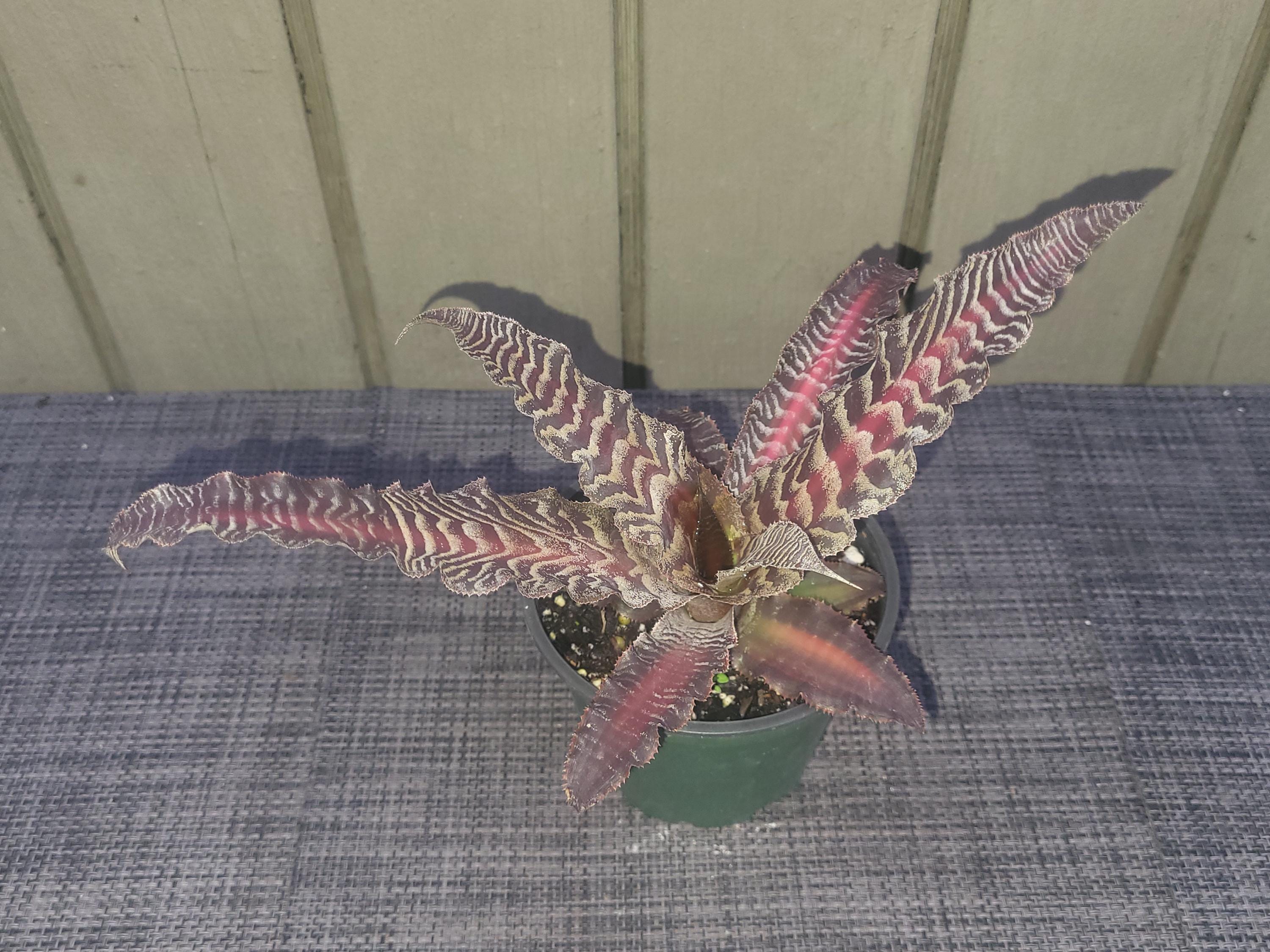 希少】クリプタンサス 『リサ•ヴィンザント』 ポットごと発送 希少