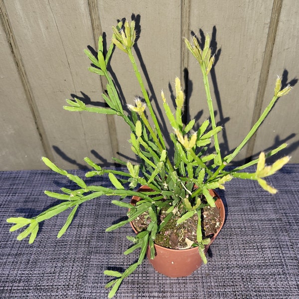 Rhipsalis ewaldiana epiphytic jungle cactus plant 4''