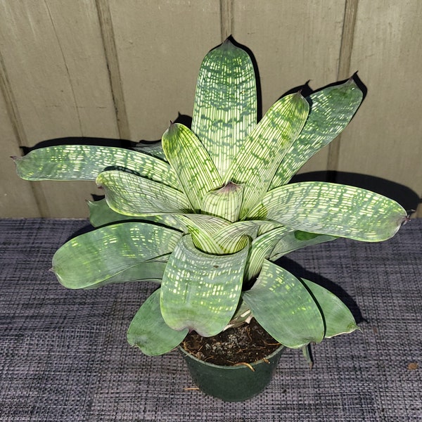 Vriesea gigantea nova   bromeliad plant 4''