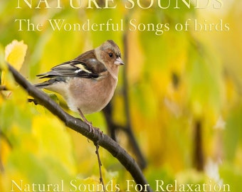 MP3 Sounds of Birds: Pure Birdsong Audio for Relaxation & Meditation - Digital Download