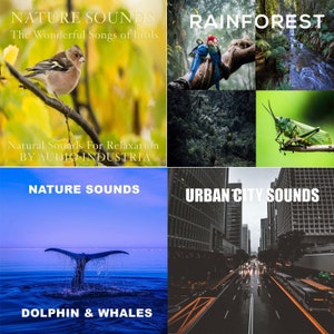 Könnte beinhalten: Eine Collage aus vier Bildern, die Naturgeräusche zeigen. Das obere linke Bild zeigt einen kleinen braunen Vogel, der auf einem Ast sitzt. Das obere rechte Bild zeigt eine Regenwaldszene mit einem Wasserfall und üppigem Grün. Das untere linke Bild zeigt einen Delfinschwanz, der die Wasseroberfläche durchbricht. Das untere rechte Bild zeigt eine Stadtstraße mit hohen Gebäuden und Verkehr.