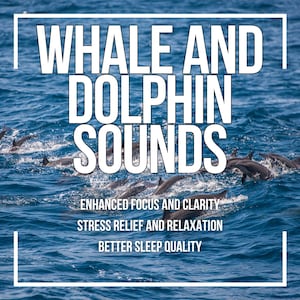 Puede incluir: Un grupo de delfines nadando en el océano. El texto "WHALE AND DOLPHIN SOUNDS" está superpuesto a la imagen. Debajo del texto, se lee "ENHANCED FOCUS AND CLARITY", "STRESS RELIEF AND RELAXATION", y "BETTER SLEEP QUALITY".