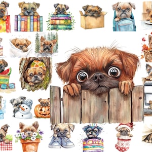 Pacchetto di clipart PNG con grifone di Bruxelles che fa capolino, recinzione acquerellata, coperta e altro, download immediato, uso commerciale, arte stampabile