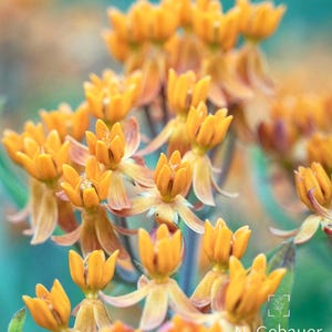 Orange Wildflower Fine Art Print – Nature Photography Wall Art for Home Decor – Botanical Giclée Print Available in Various Sizes