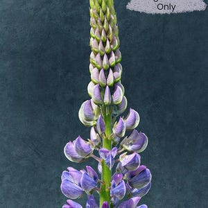 Lupine Flower Digital Art – Dreamy Floral Photography for Premium Printing