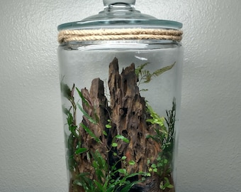 2 Gallon Terrarium | Living Ecosystem in a Jar***Local Delivery Only***