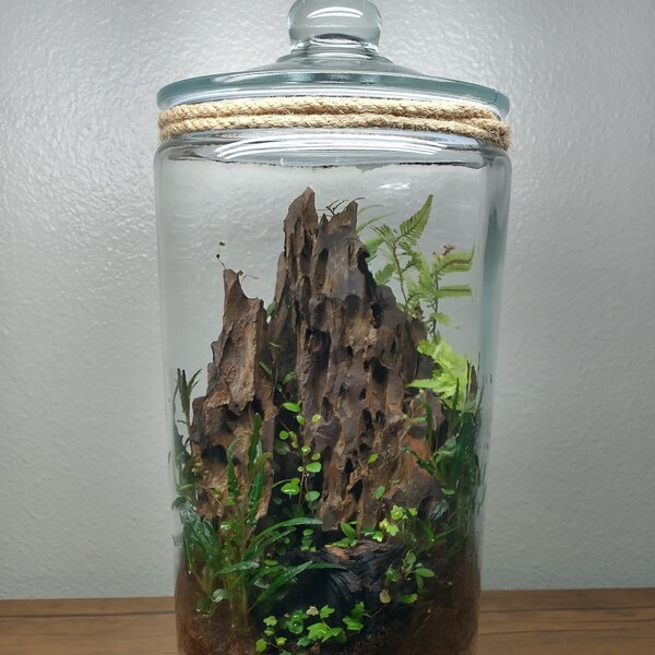 2 Gallon Terrarium, Dragon Stone Mountain in a Jar, Living Ecosystem with Dragon's Tongue & Oak Leaf Creeping Fig***SoCal Delivery Only***