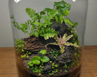 5.5 Gallon Terrarium with LED Light. Living Ecosystem in a Jar***Local Delivery Only***
