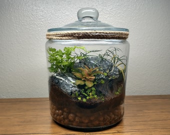 One Gallon Terrarium | Living Ecosystem in a Jar***Local Delivery Only***