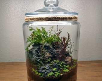 1.5 Gallon Terrarium | Living Ecosystem in a Jar***Local Delivery Only***