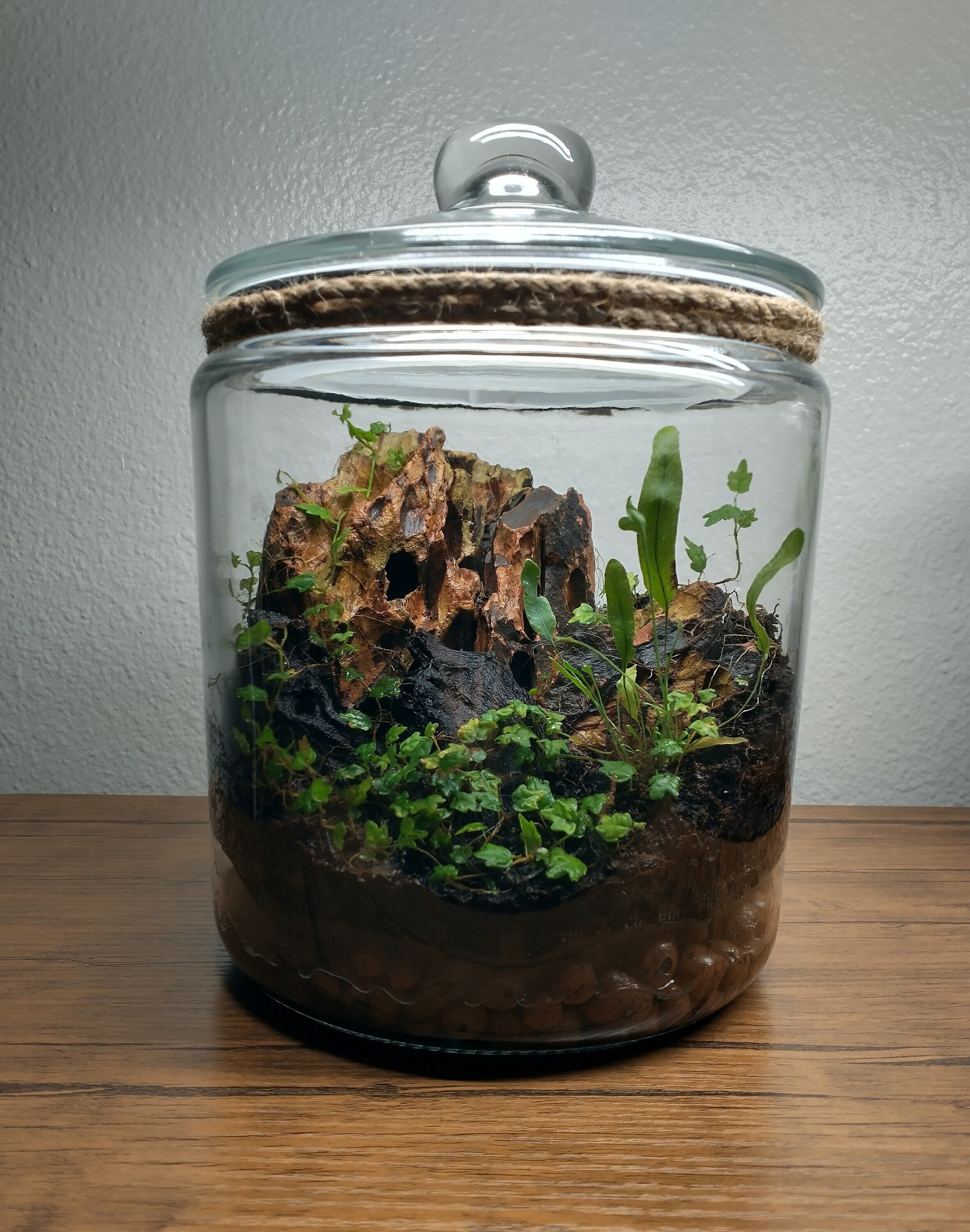 purchase shoponline and 1 Old Photography 1 Year Old, Year One Family  Gallon Terrarium with Creeping Fig, Dragon Stone & Fern, Everlasting,  Living Ecosystem***SoCal Delivery Only*** 