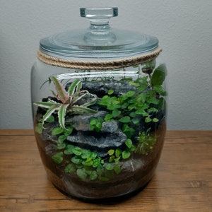 2.5 Gallon Terrarium | Living Ecosystem in a Jar***Local Delivery Only***