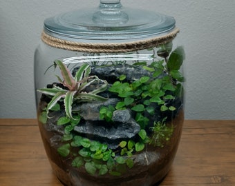2.5 Gallon Terrarium | Living Ecosystem in a Jar***Local Delivery Only***
