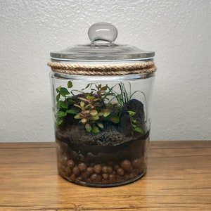 Living Terrarium with Fittonia/Nerve Plants & Creeping Fig | Long-lasting Ecosystem in a Jar | Unique Gift |