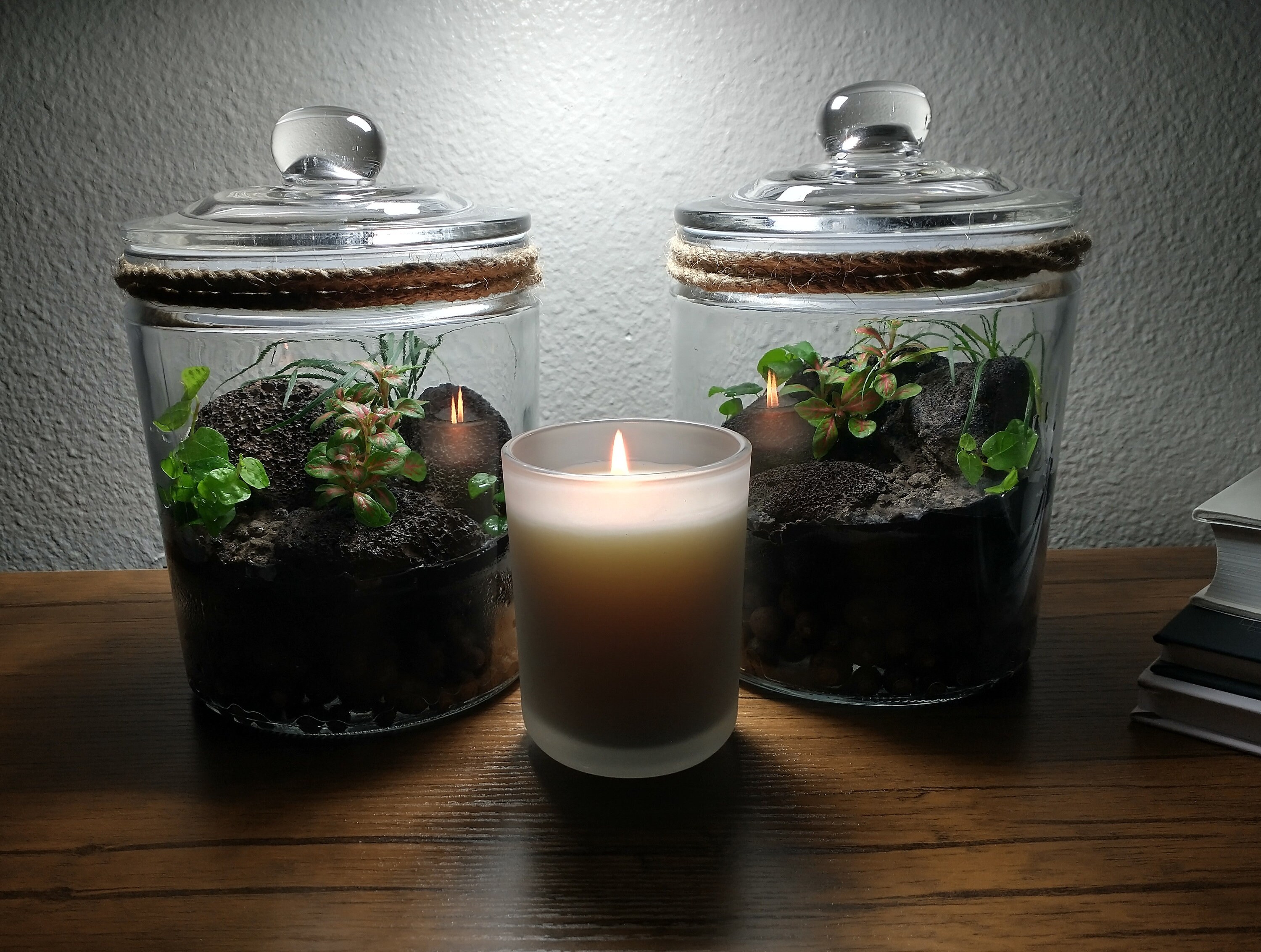 swiss monstera plant monstera deliciosa philodendron (swiss cheese plant)