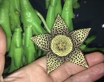 Orbea Variegata, aka Starfish, Texas Star, Huernia, Stapelia, carrion cactus, carrion flower, toad cactus, toad plant