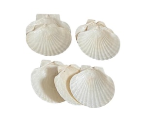 Conjunto de 7 pratos para aperitivos em formato de concha de vieira natural