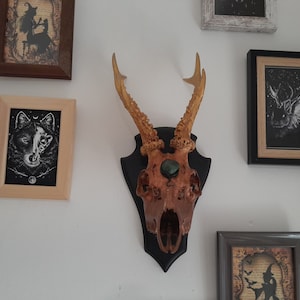 Real deer skull