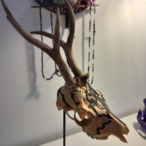 Real deer skull