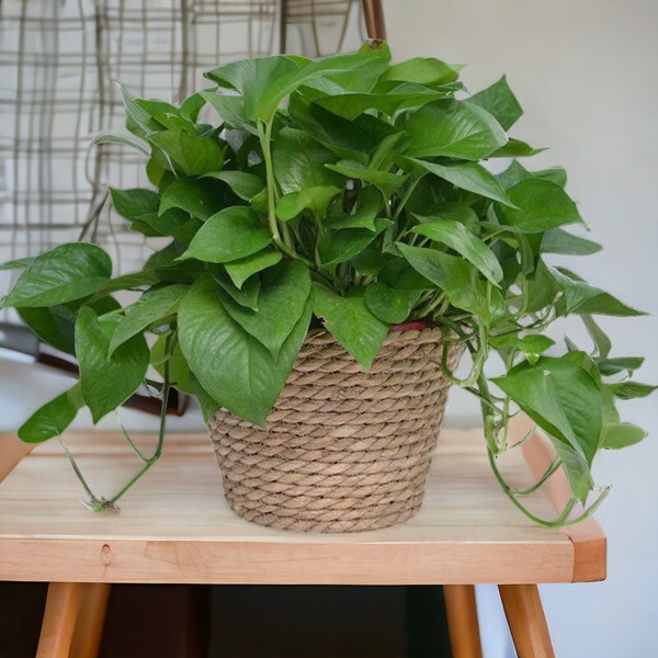 Natural Round Jute Baskets | Handwoven Floor Plant Pot | 3 Sizes | Woven Plant Holder | Indoor Plant Holder | Hanging Plant Basket | Organic