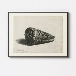 Puede incluir: Un grabado en blanco y negro de una concha con una superficie texturizada. El grabado está titulado "Breenberg. 1650."